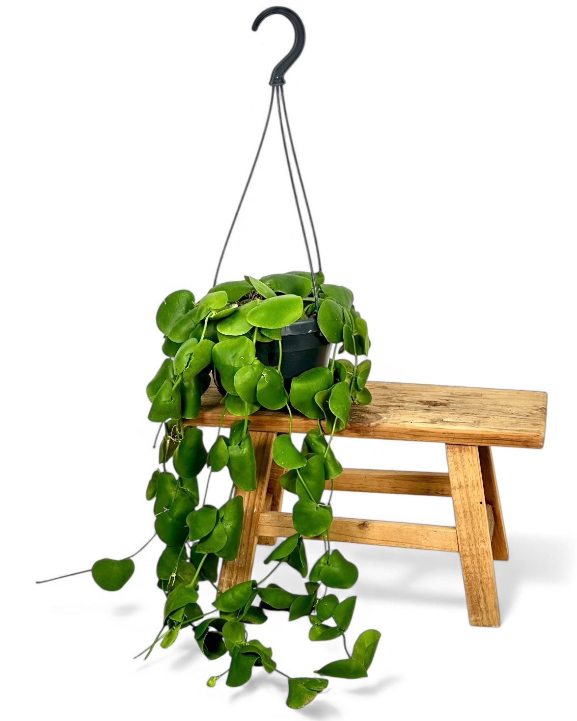 Dischidia Platyphylla - Suspension