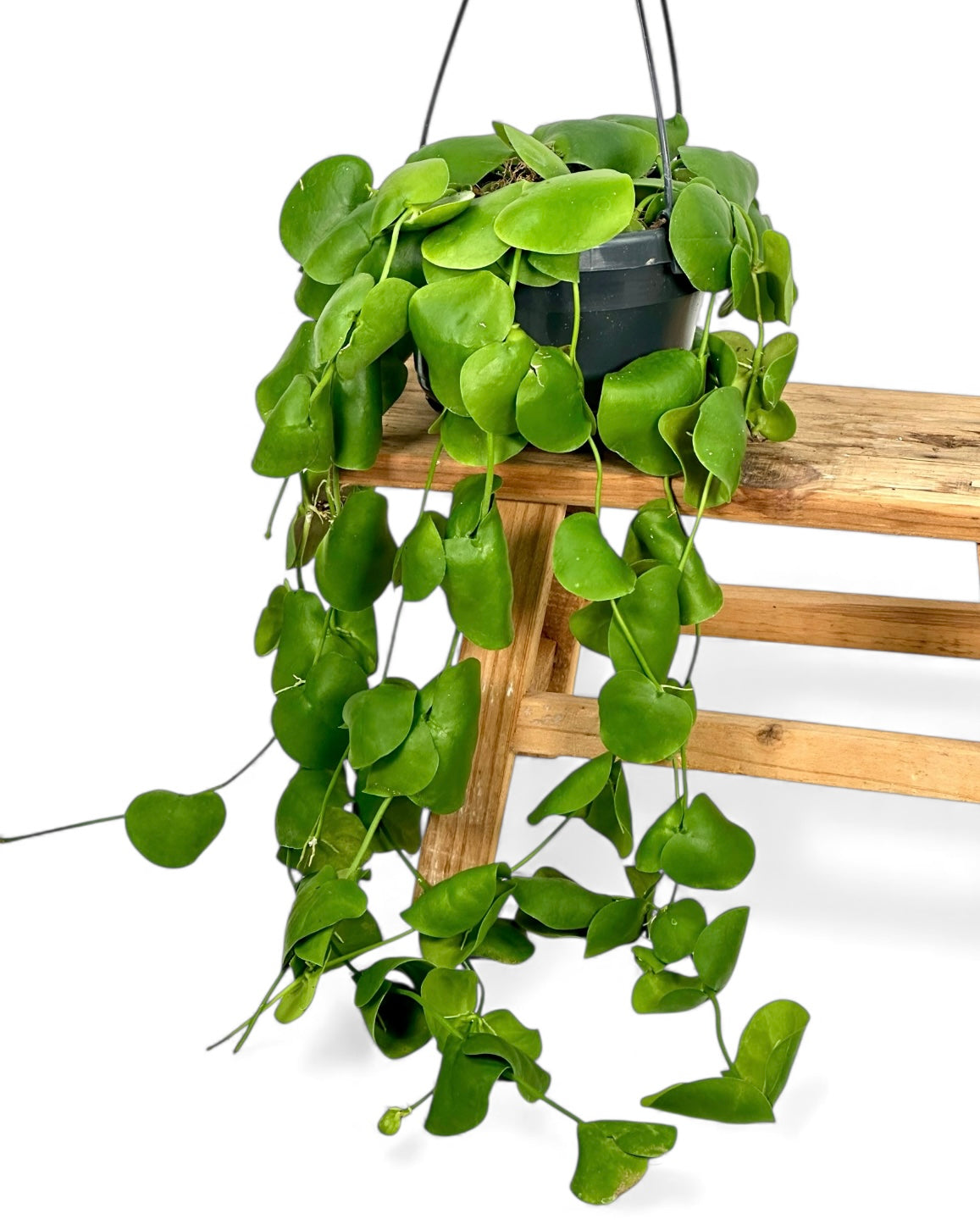 Dischidia Platyphylla - Suspension