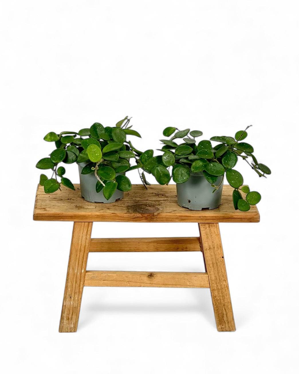 Hoya Serpens Mathilde