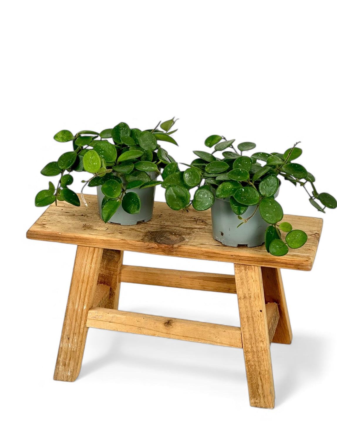 Hoya Serpens Mathilde