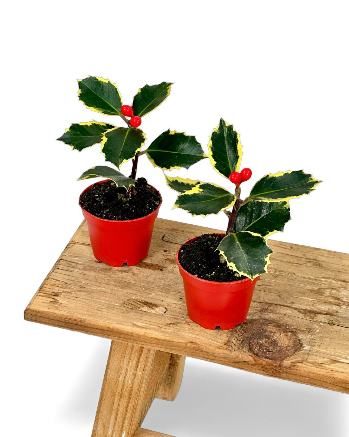 Ilex Argentea Marginata - Houx panaché - Baby plant