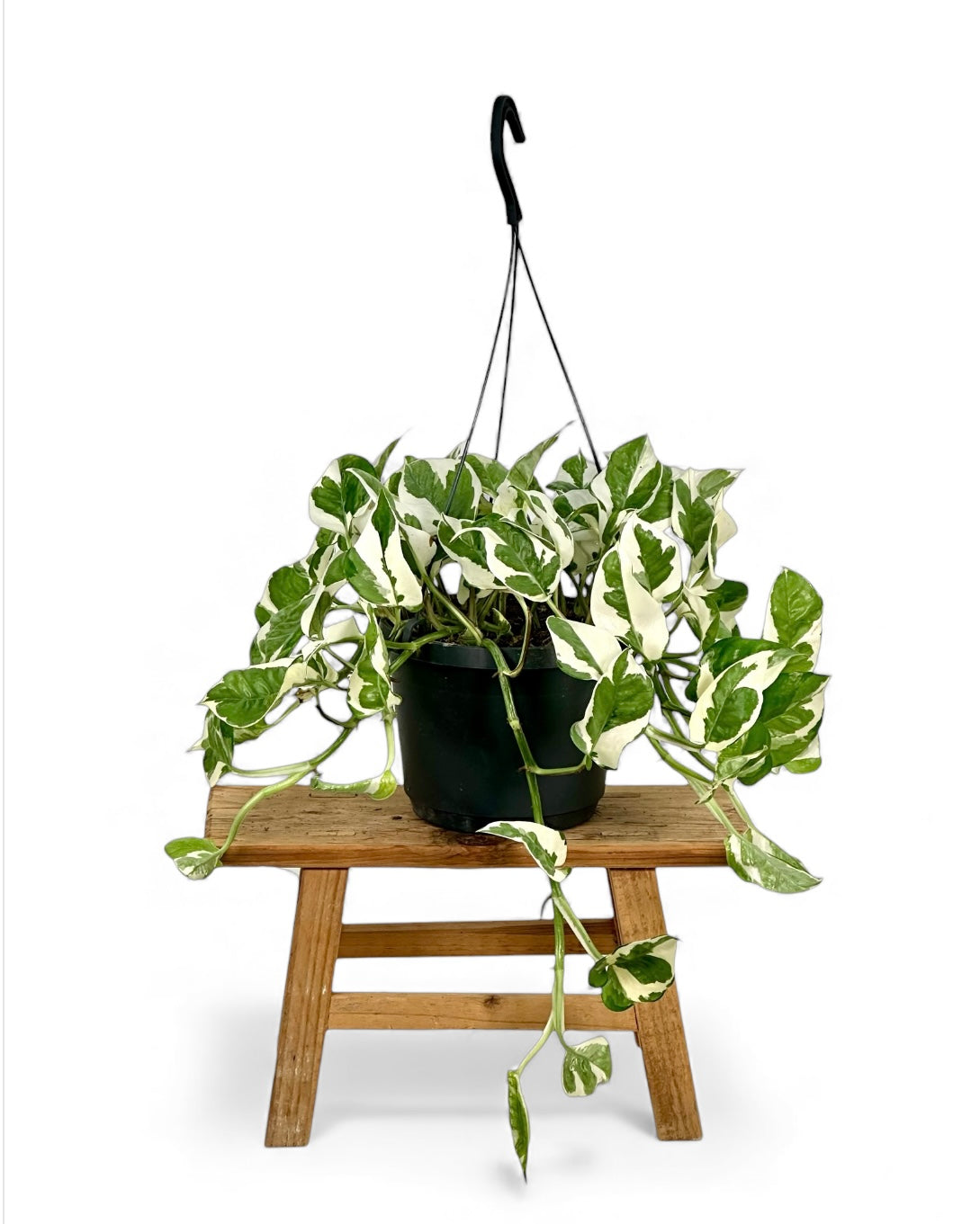 Epipremnum N’Joy ''Pothos N'Joy'' - suspension