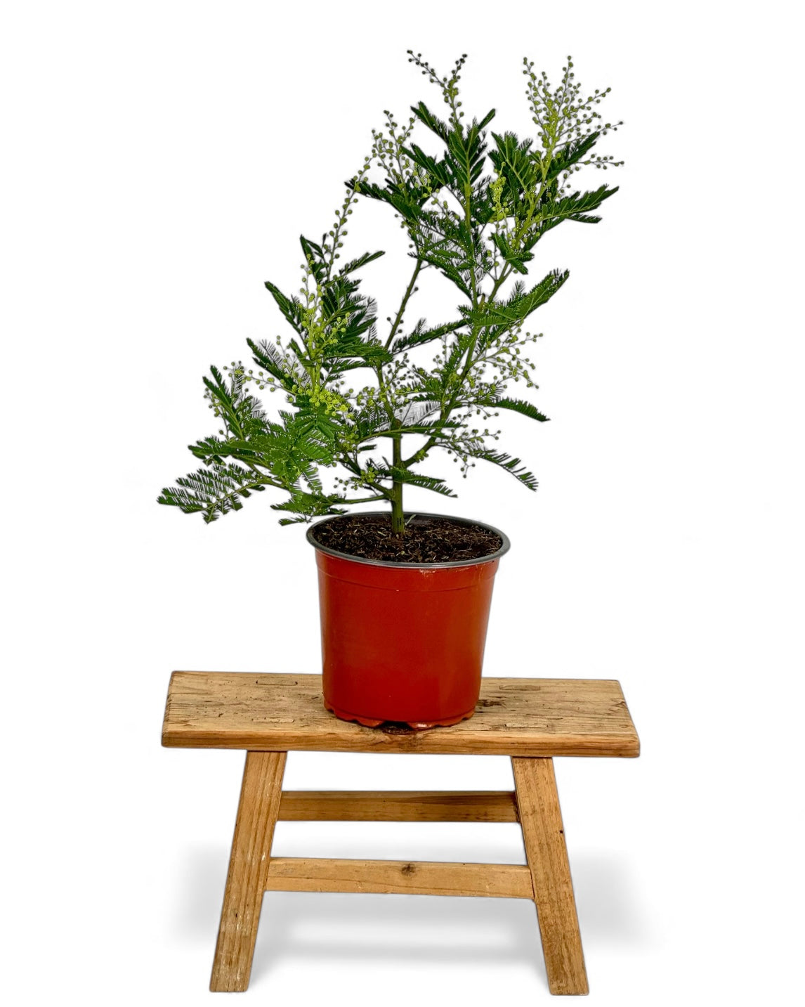 Acacia Dealbata - Mimosa