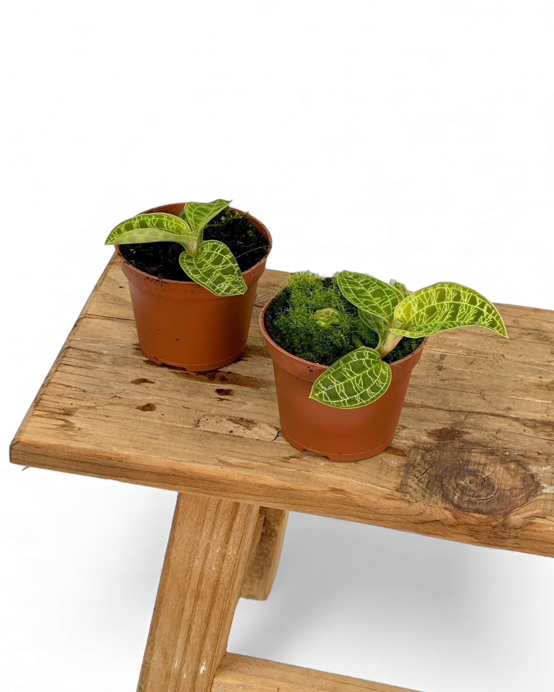 Orchidée bijou ''Macodes petola''