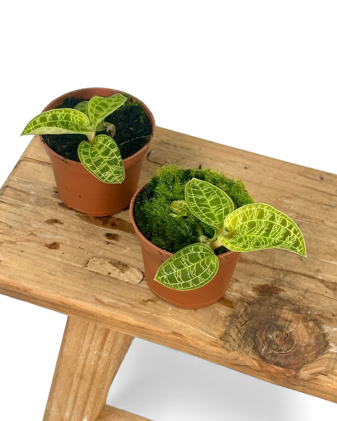 Orchidée bijou ''Macodes petola''