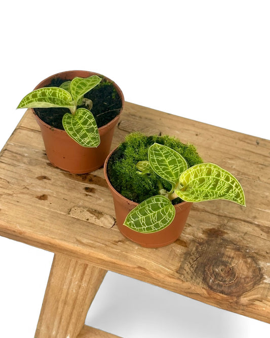 Orchidée bijou ''Macodes petola''