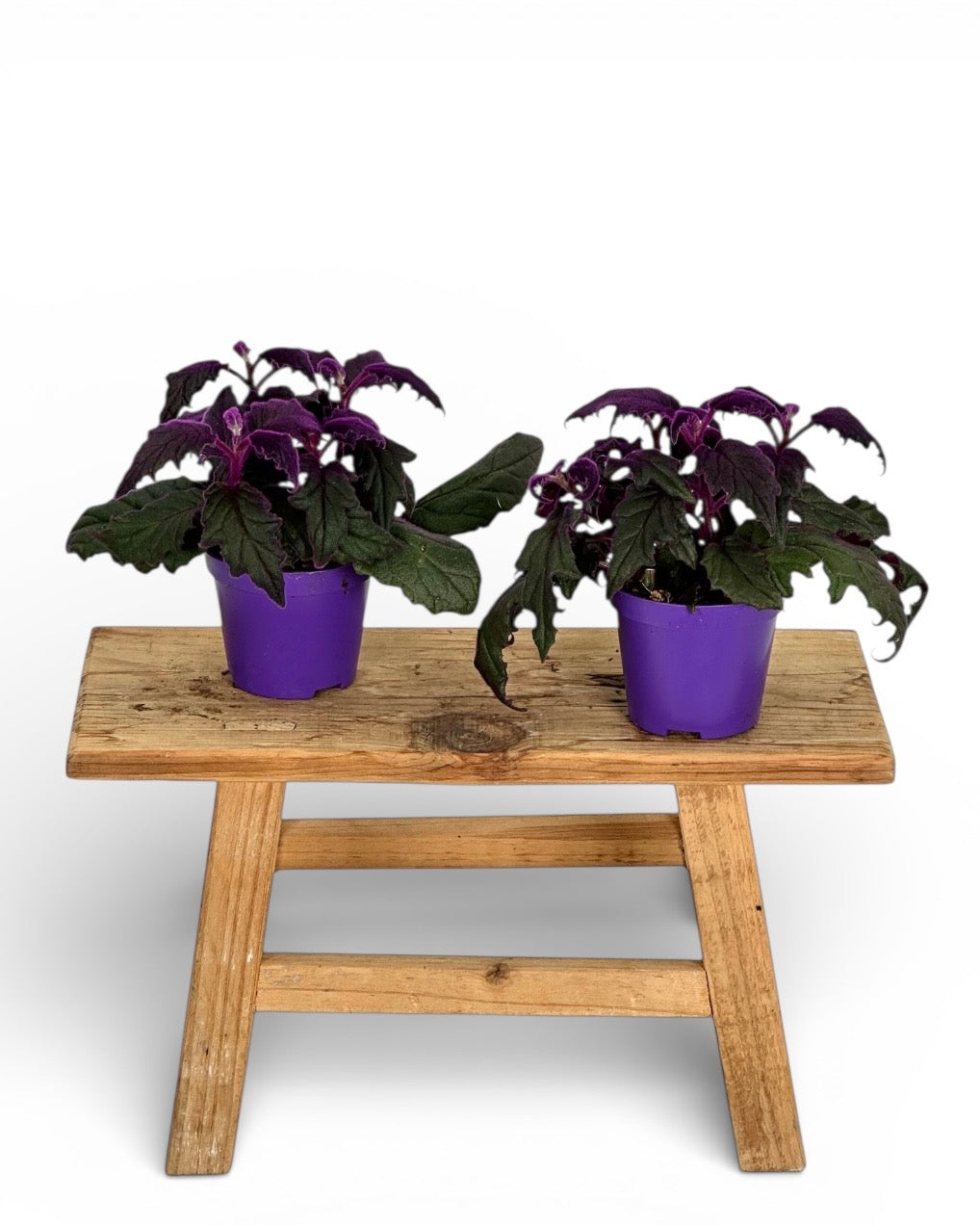 Gynura Purple Passion 'S'