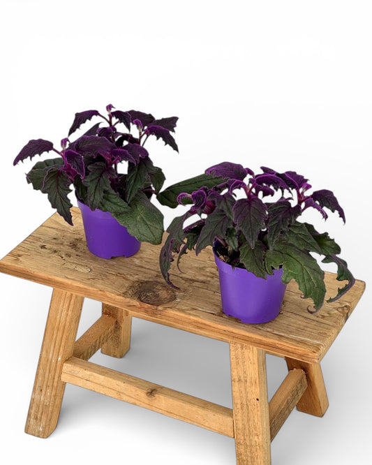 Gynura Purple Passion 'S'