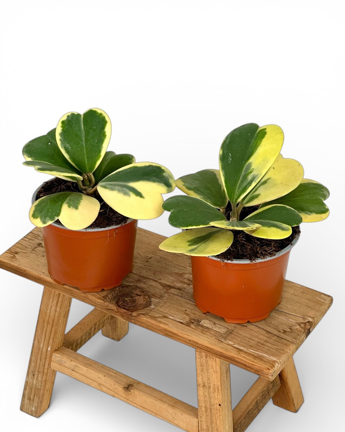 Hoya Kerrii variegata