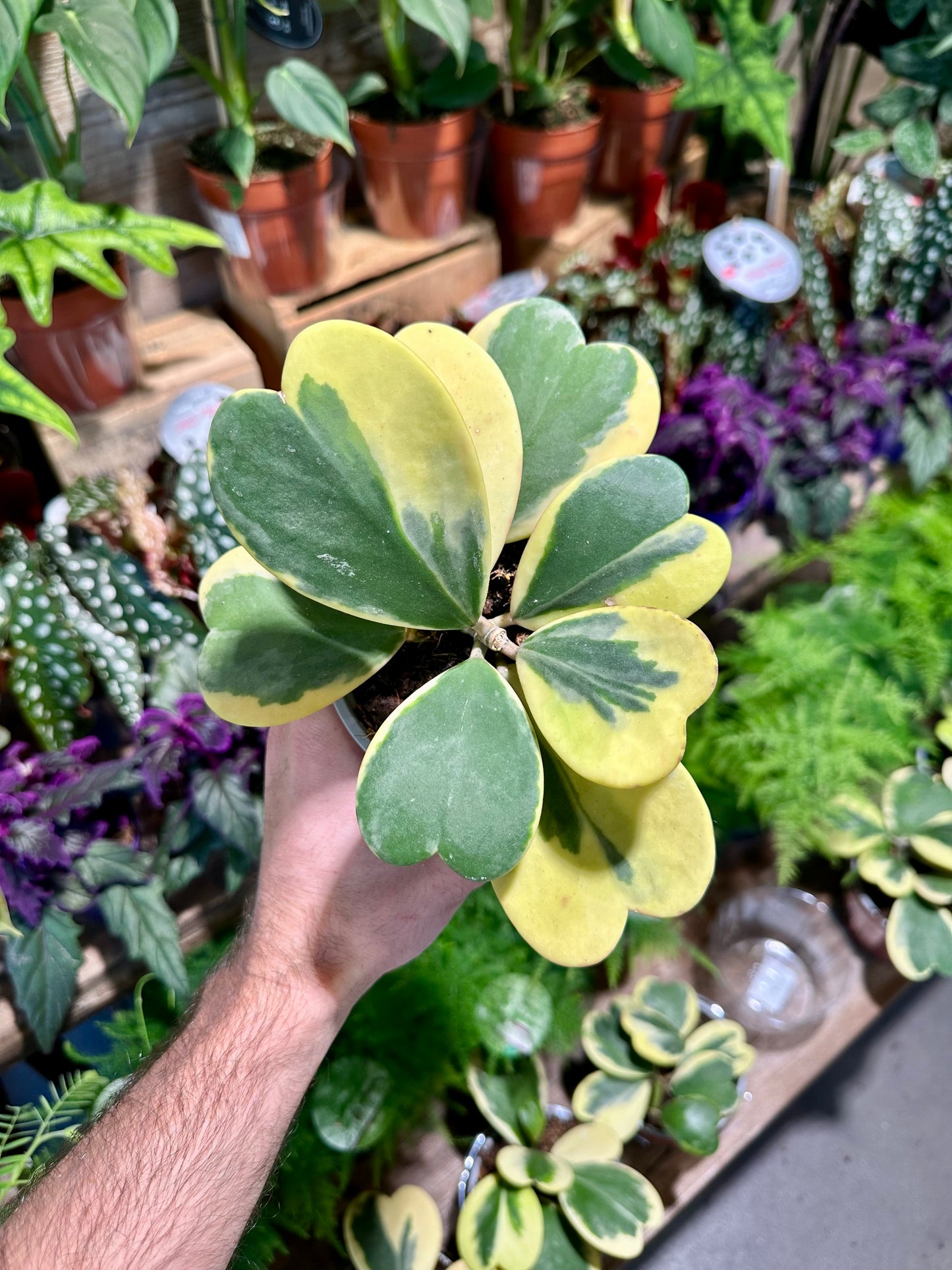Hoya Kerrii variegata