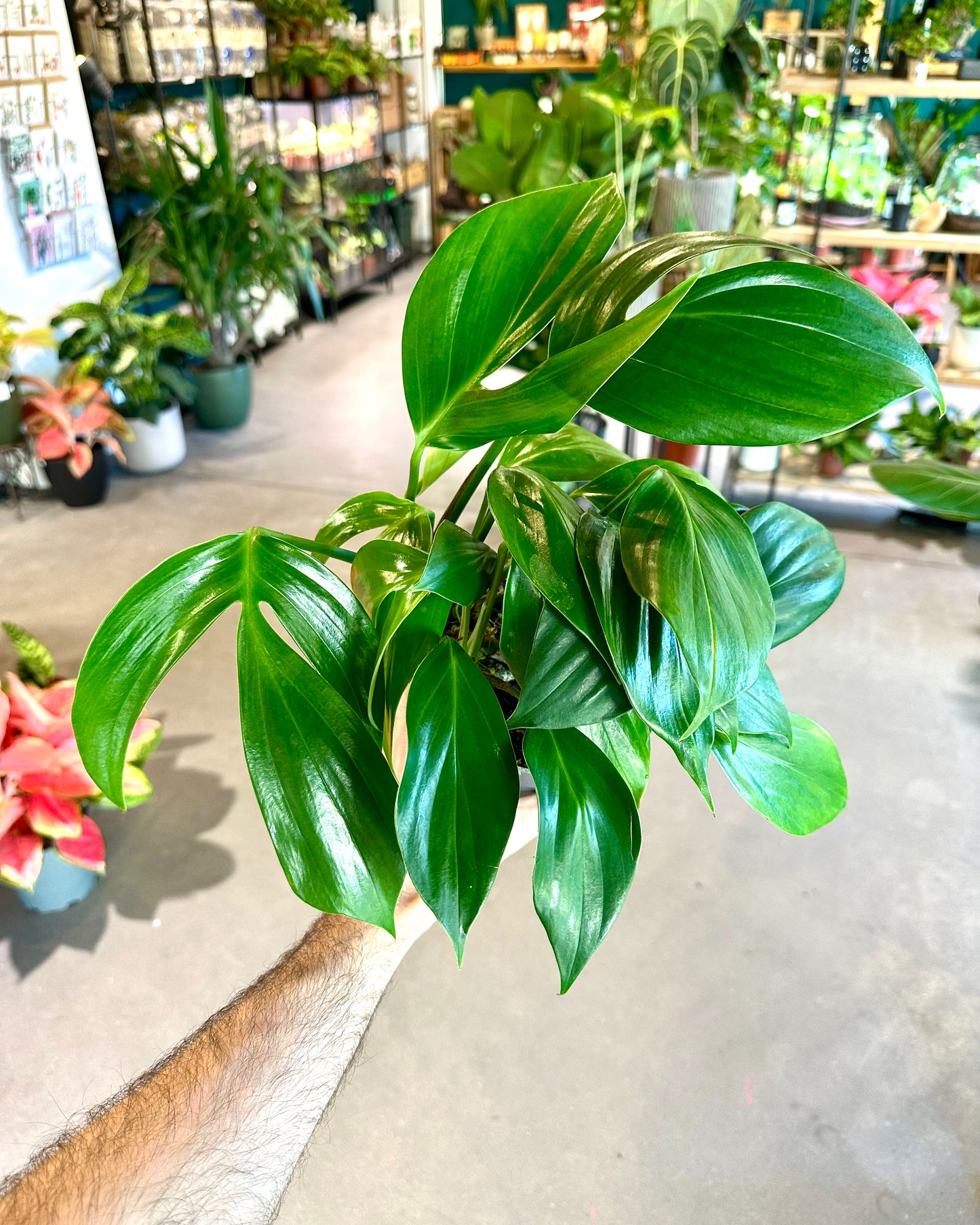 Philodendron Dragon Tail- Rhaphidophora Decursiva