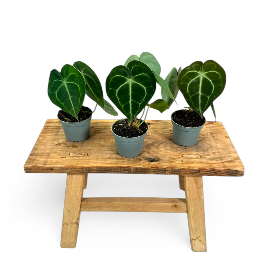 Anthurium Clarinervium - Baby plant