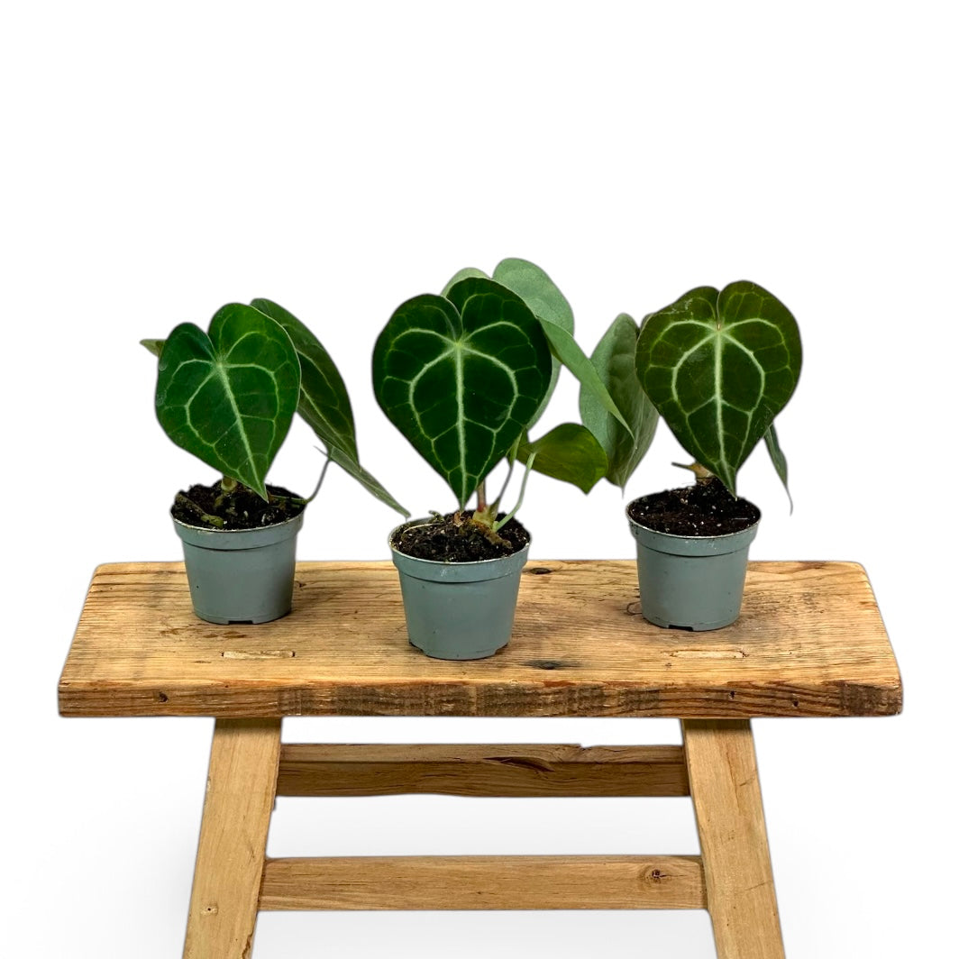 Anthurium Clarinervium - Baby plant