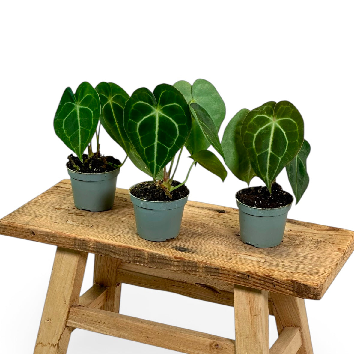 Anthurium Clarinervium - Baby plant
