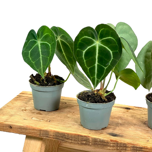 Anthurium Clarinervium - Baby plant