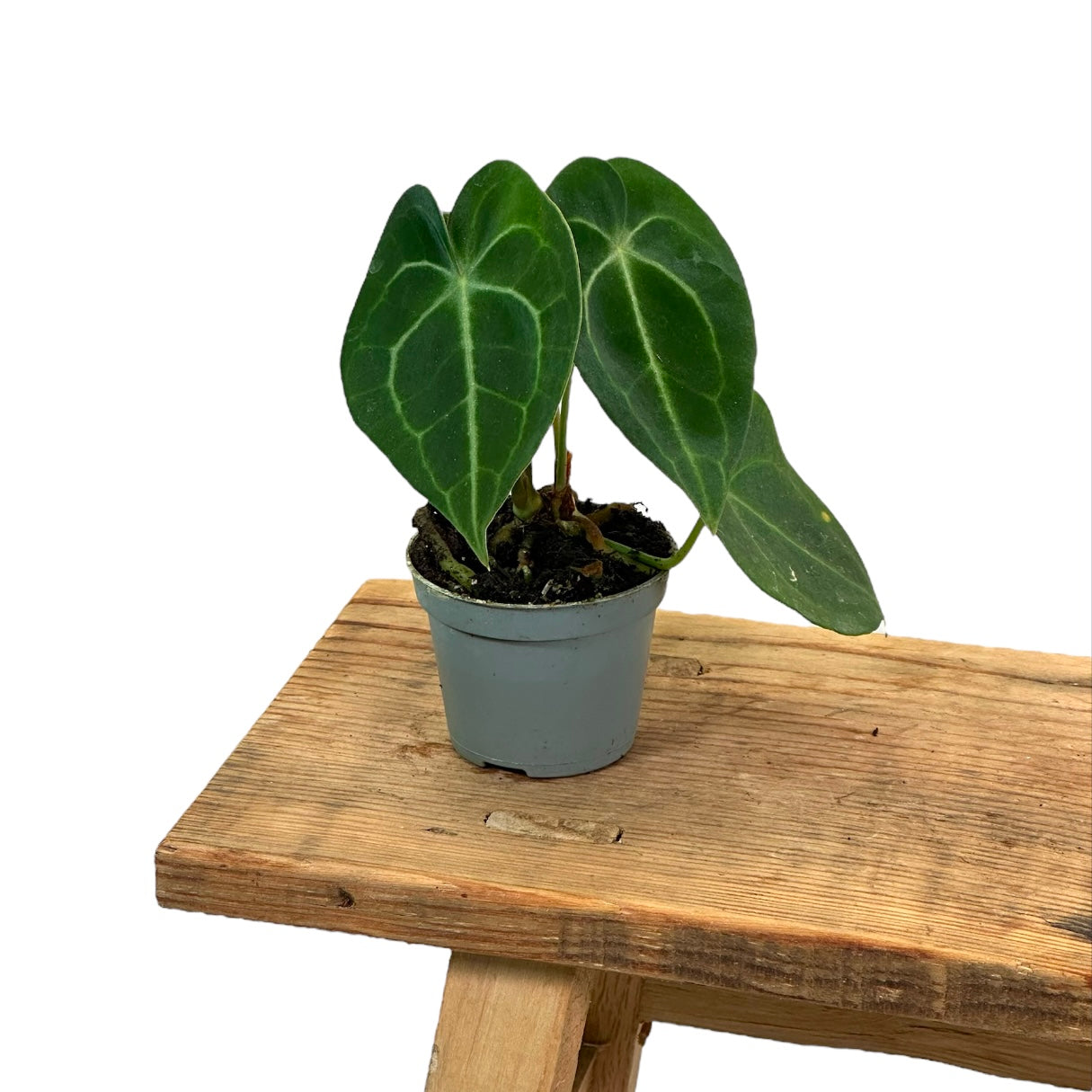 Anthurium Clarinervium - Baby plant