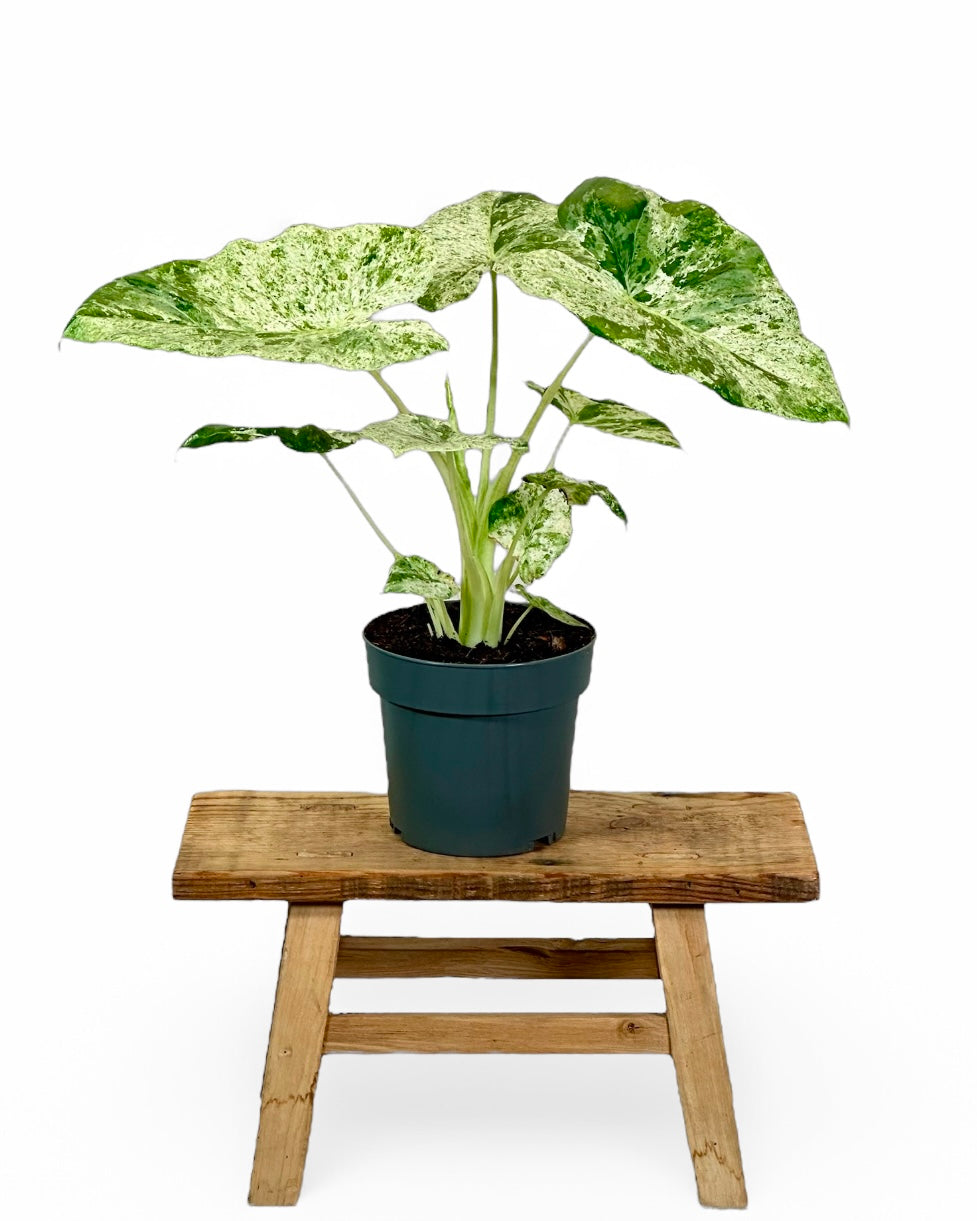 Alocasia Macrorrhiza Splash