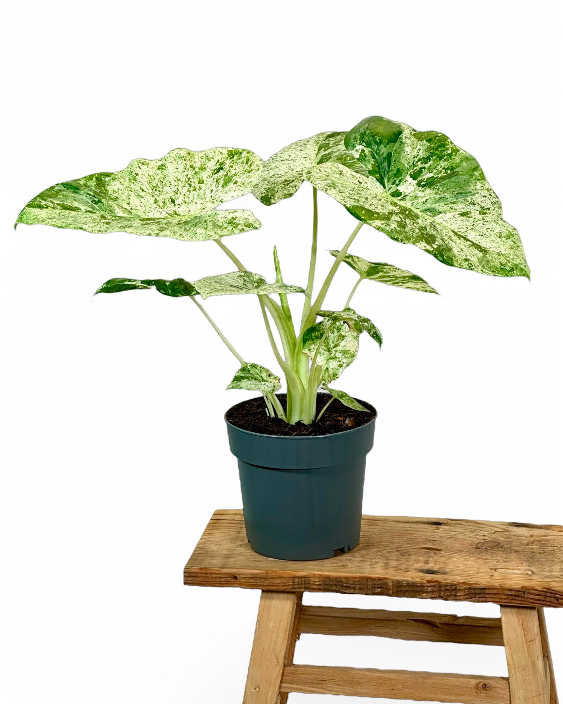 Alocasia Macrorrhiza Splash