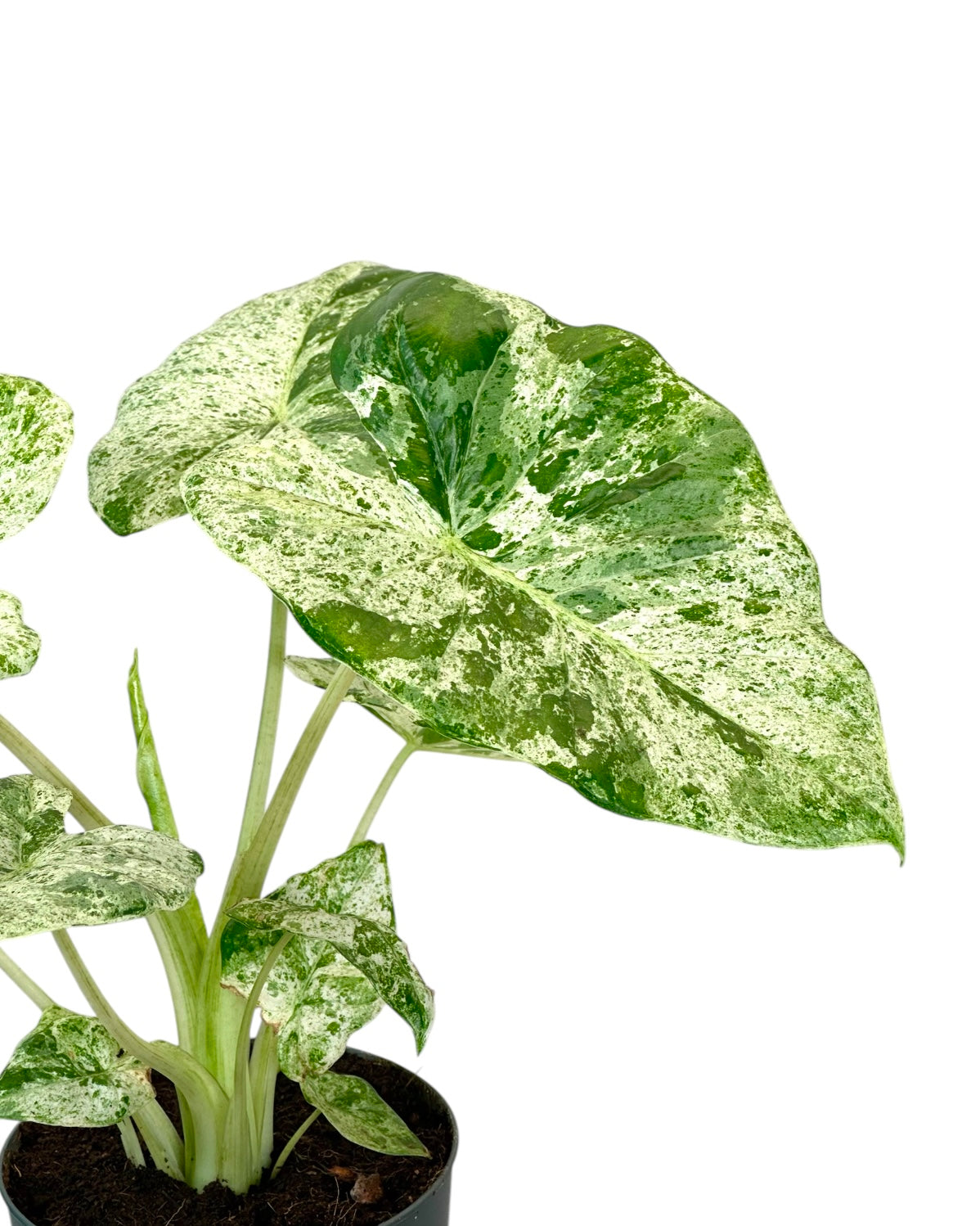 Alocasia Macrorrhiza Splash