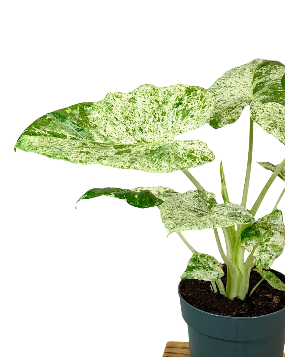 Alocasia Macrorrhiza Splash