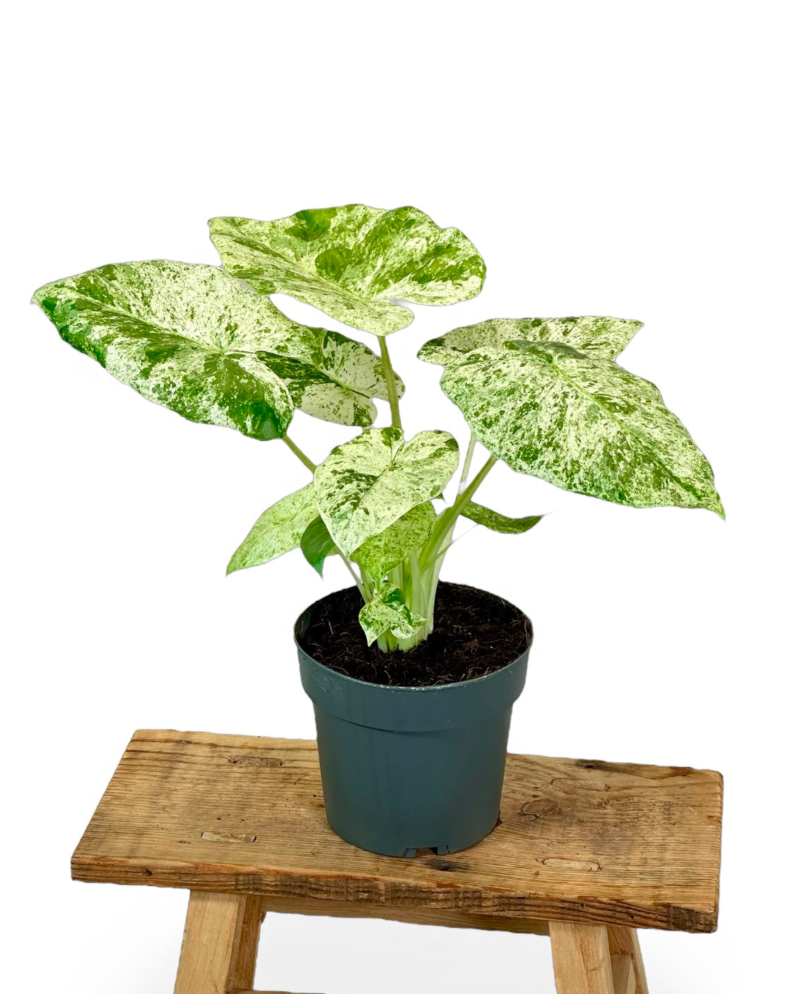 Alocasia Macrorrhiza Splash