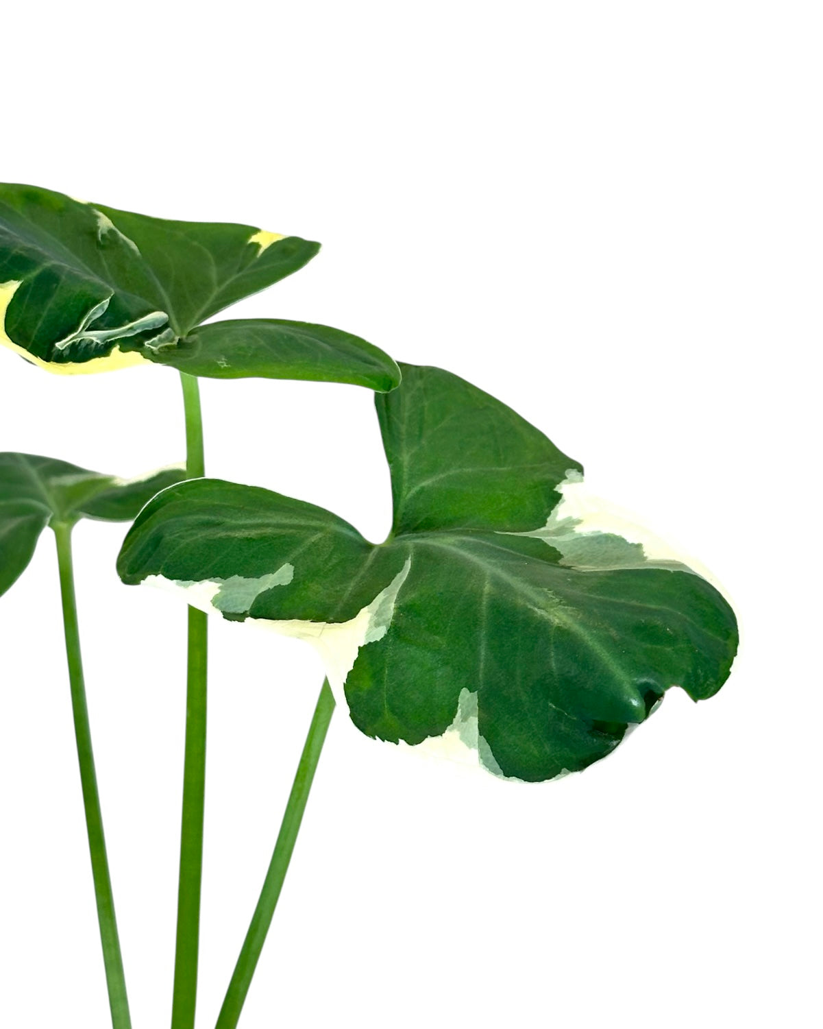 Alocasia Mickey Mouse - Xanthosoma Monstrosum Variegata