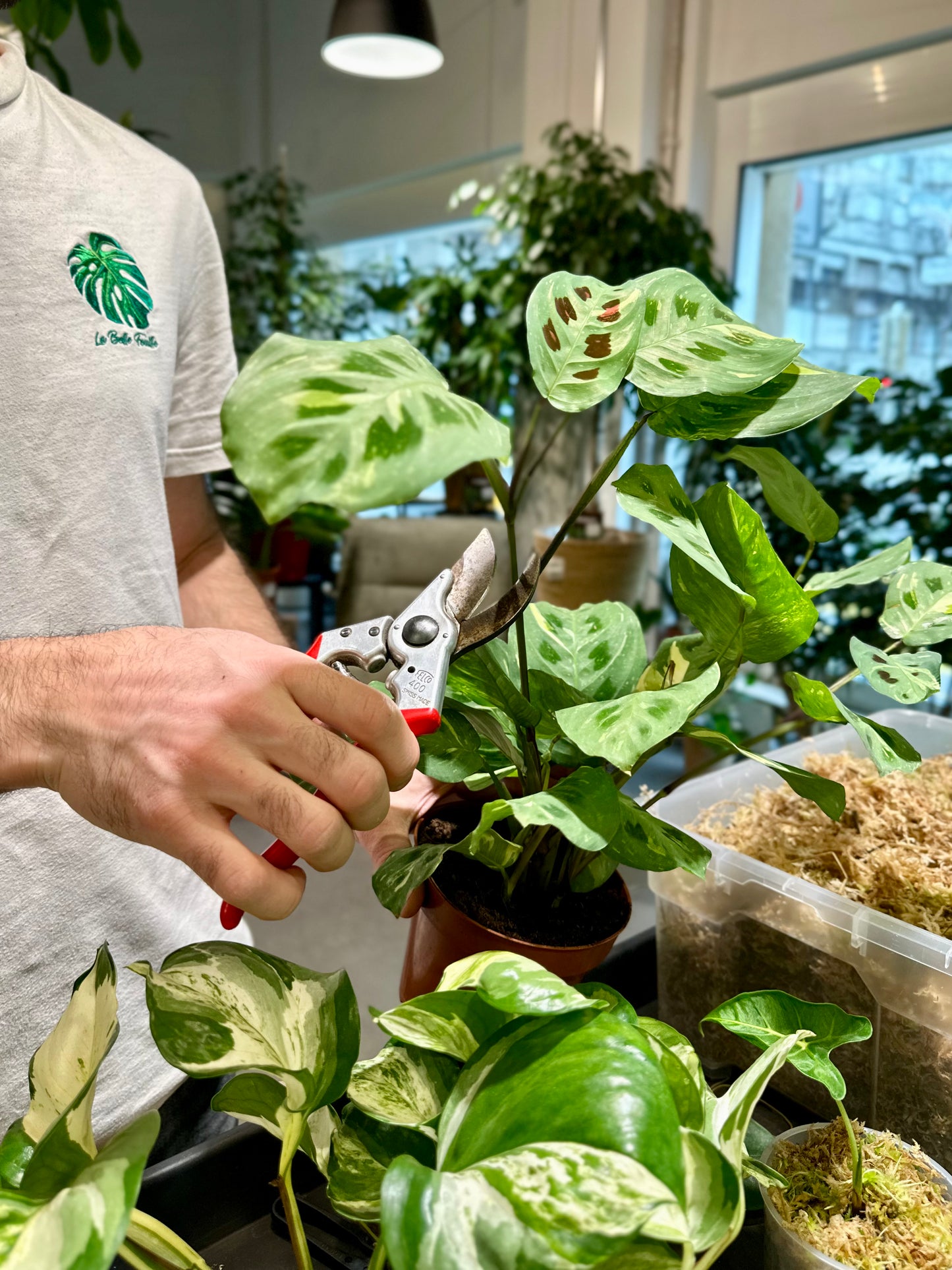 Atelier - Bouturer et multiplier ses plantes