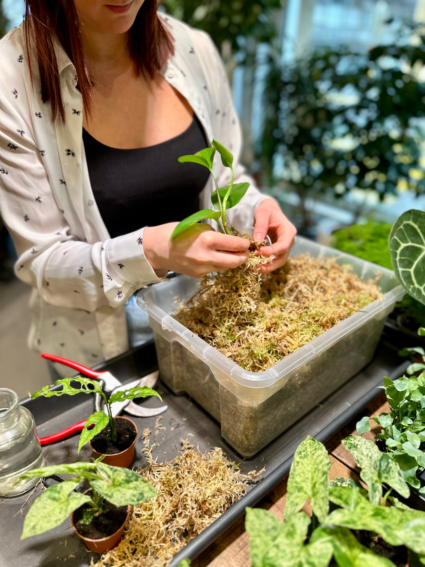 Atelier - Bouturer et multiplier ses plantes
