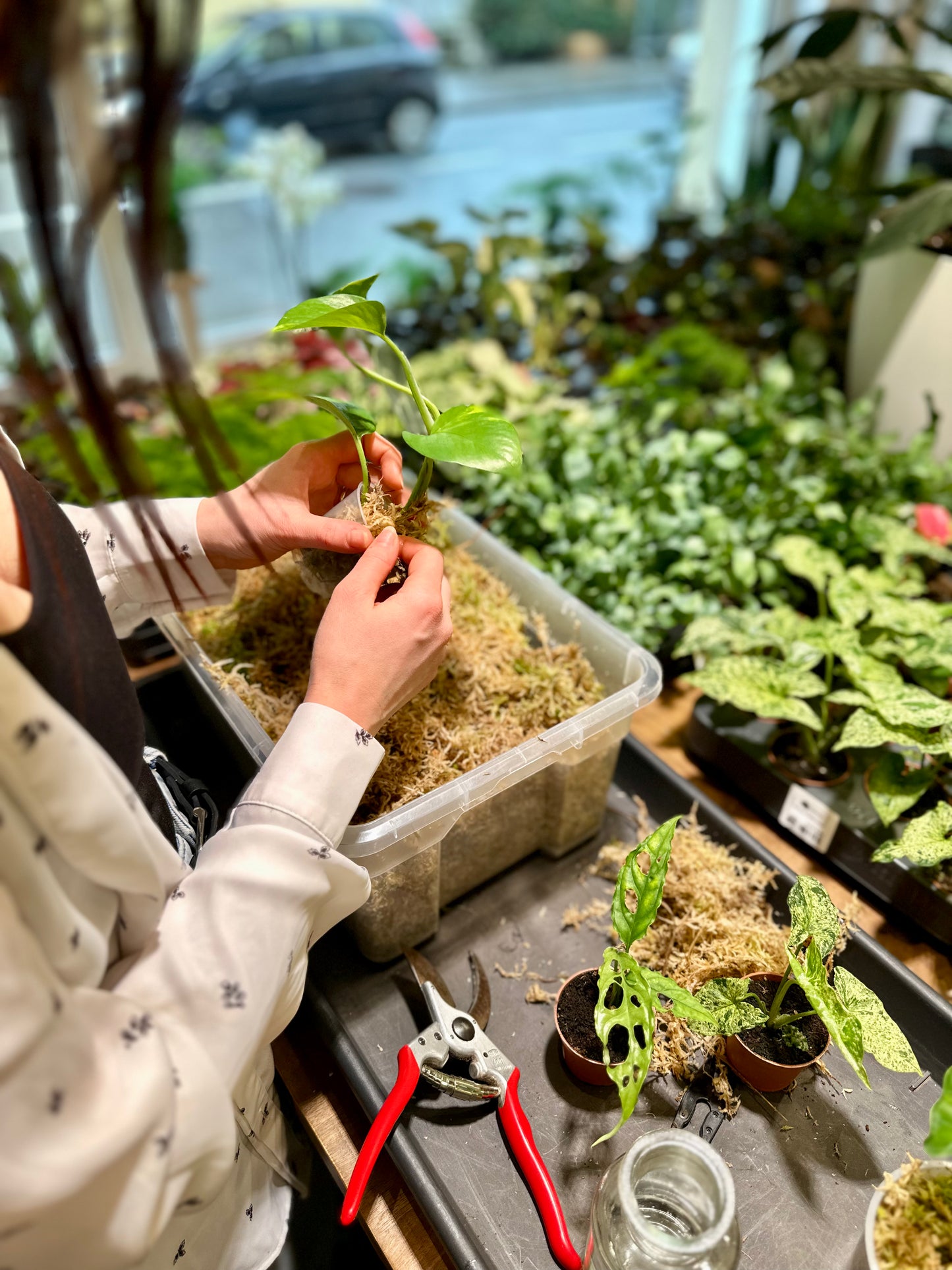 Atelier - Bouturer et multiplier ses plantes