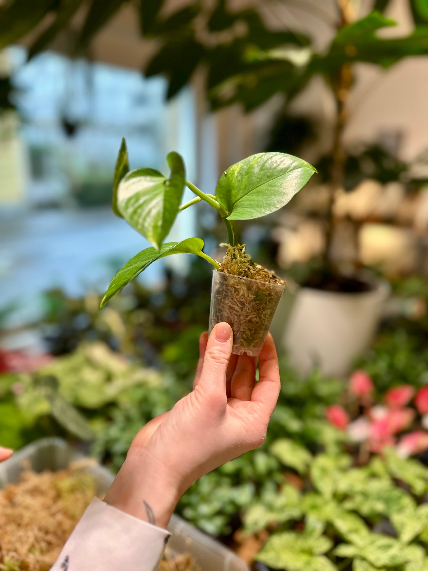 Atelier - Bouturer et multiplier ses plantes