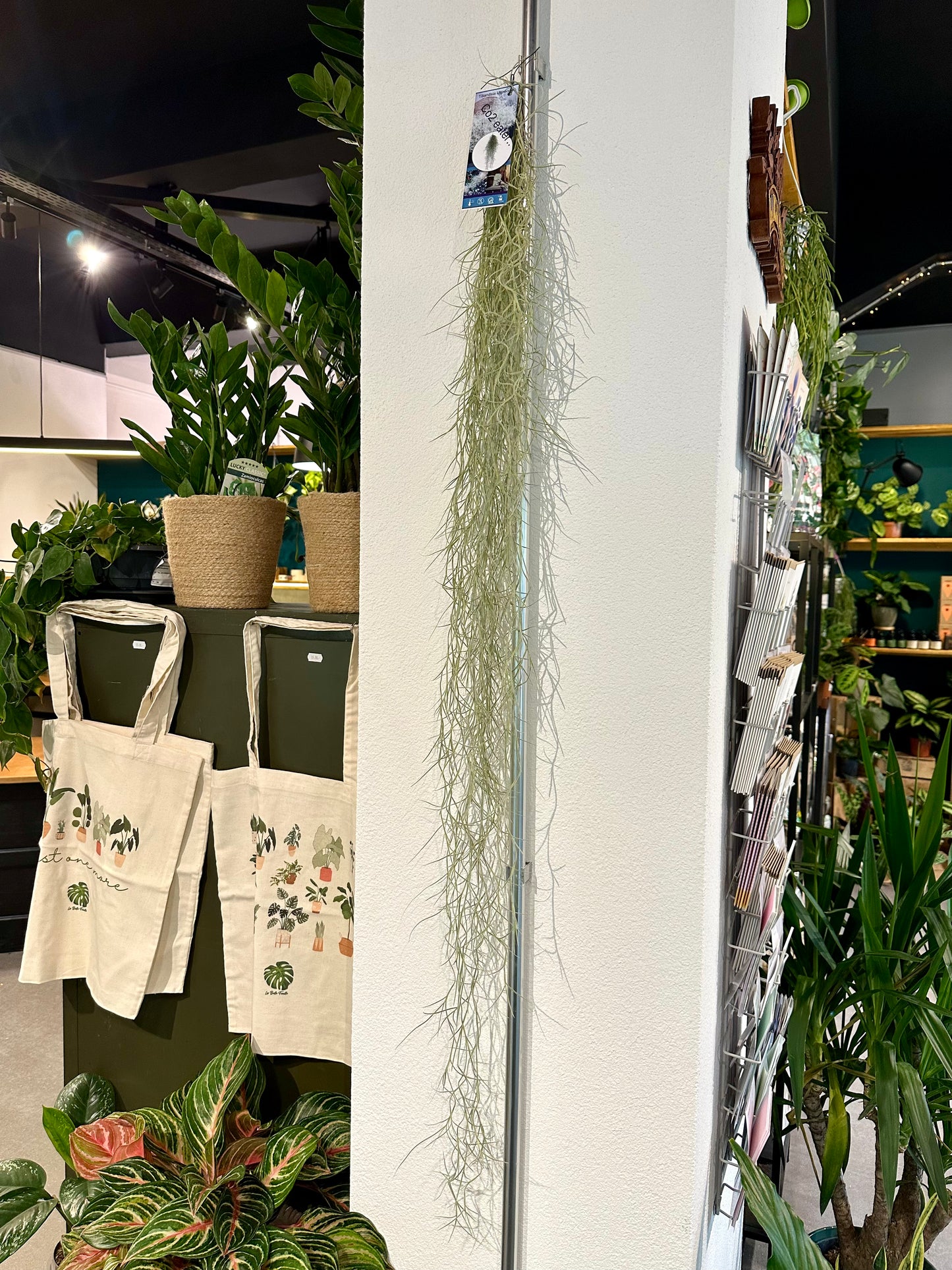 Tillandsia Usneoides