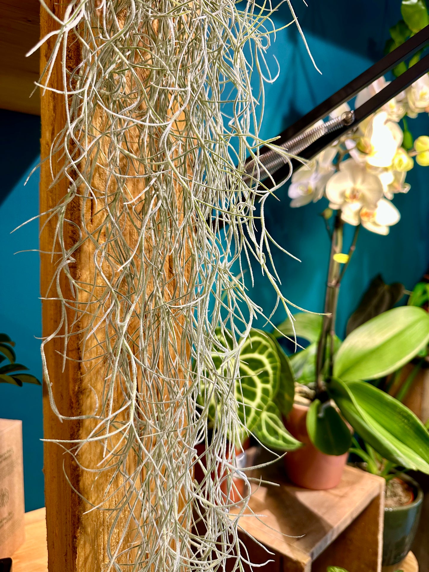 Tillandsia Usneoides