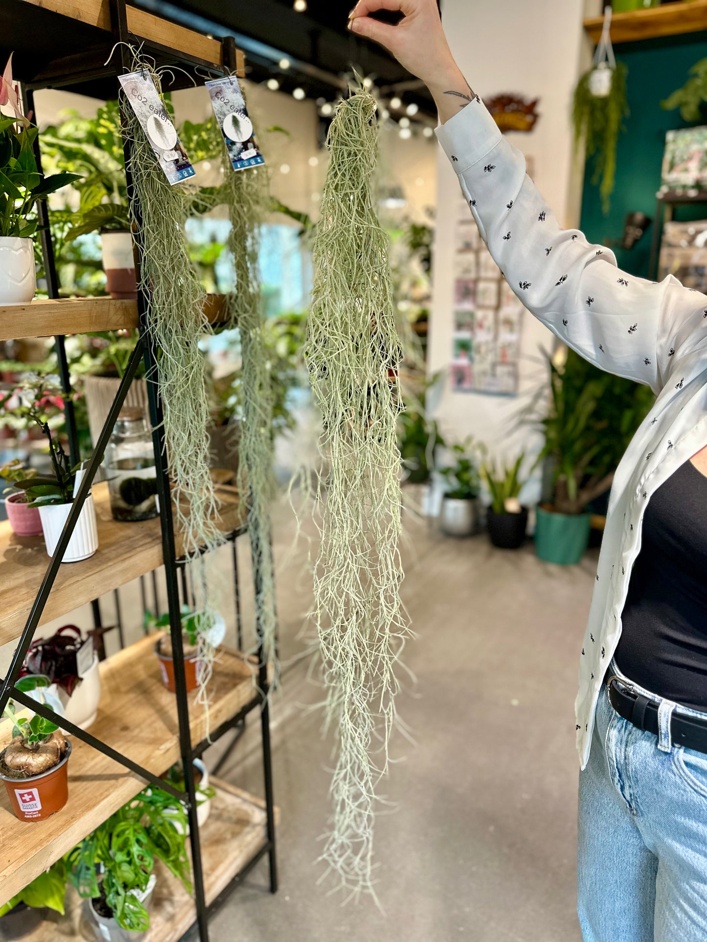 Tillandsia Usneoides