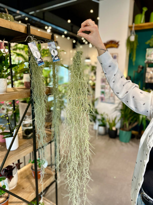 Tillandsia Usneoides