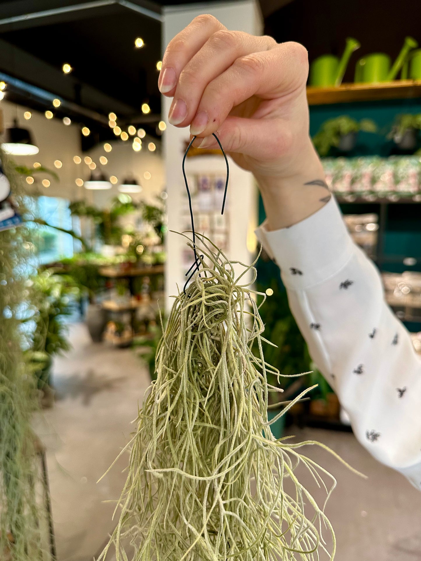 Tillandsia Usneoides