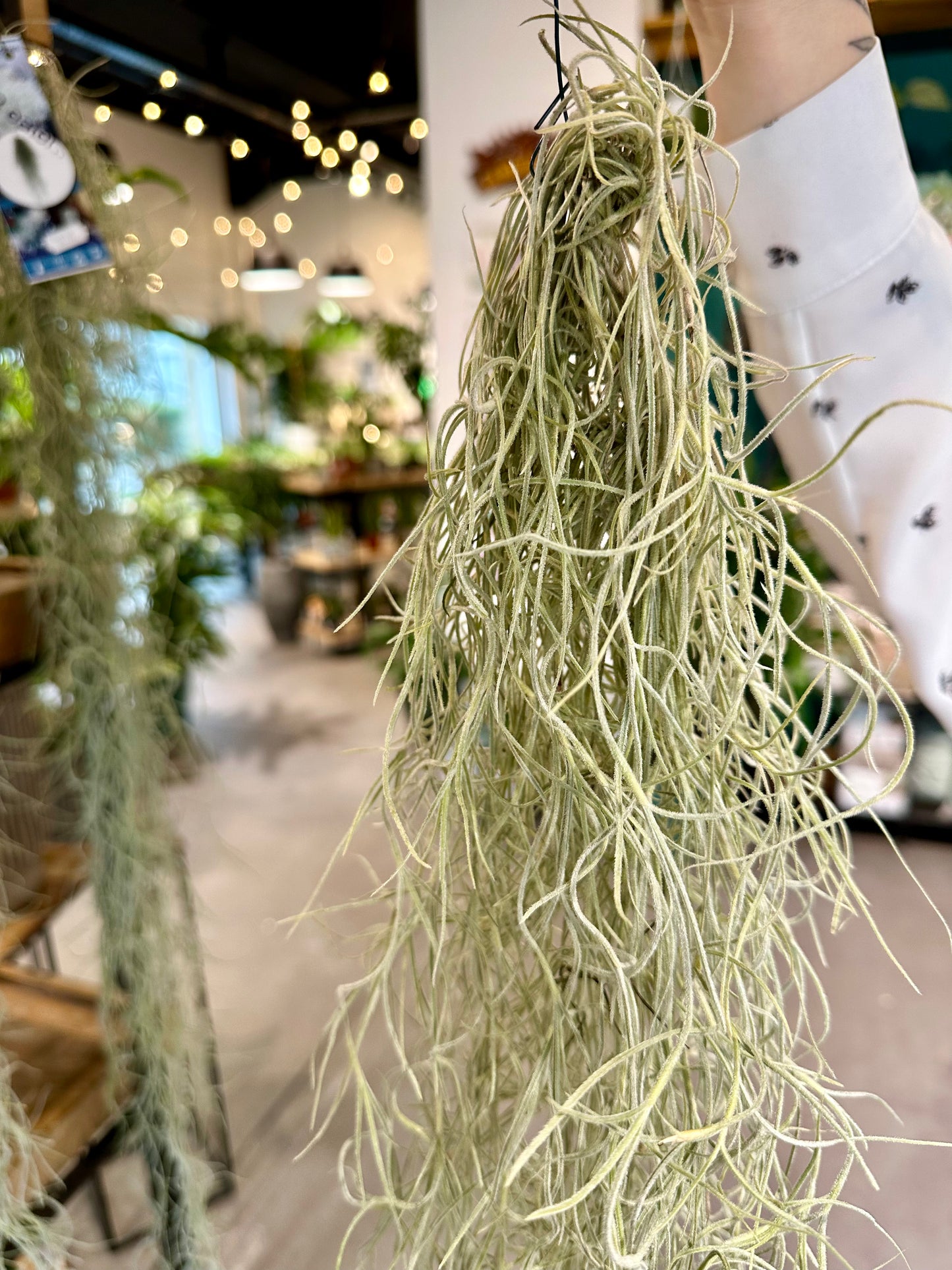 Tillandsia Usneoides