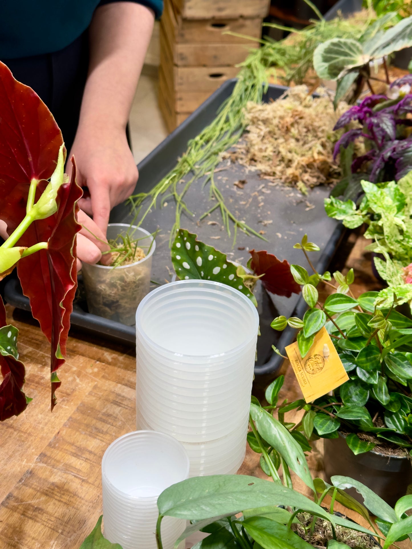 Atelier - Bouturer et multiplier ses plantes