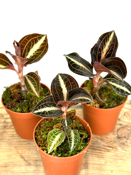 Orchidée bijou - Anoectochilus Lylei Brown