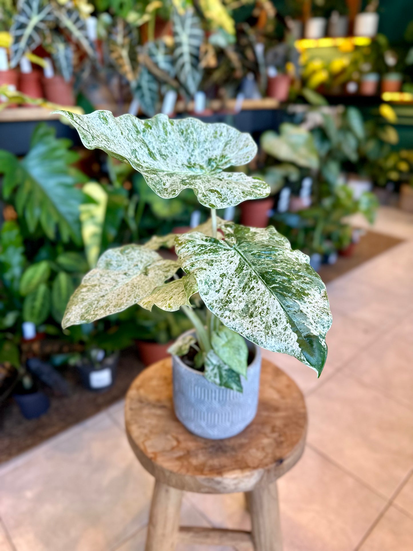 Alocasia Macrorrhiza Splash