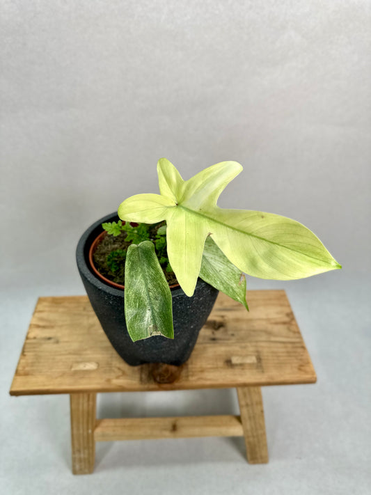Philodendron Florida Ghost - Imparfaite 2