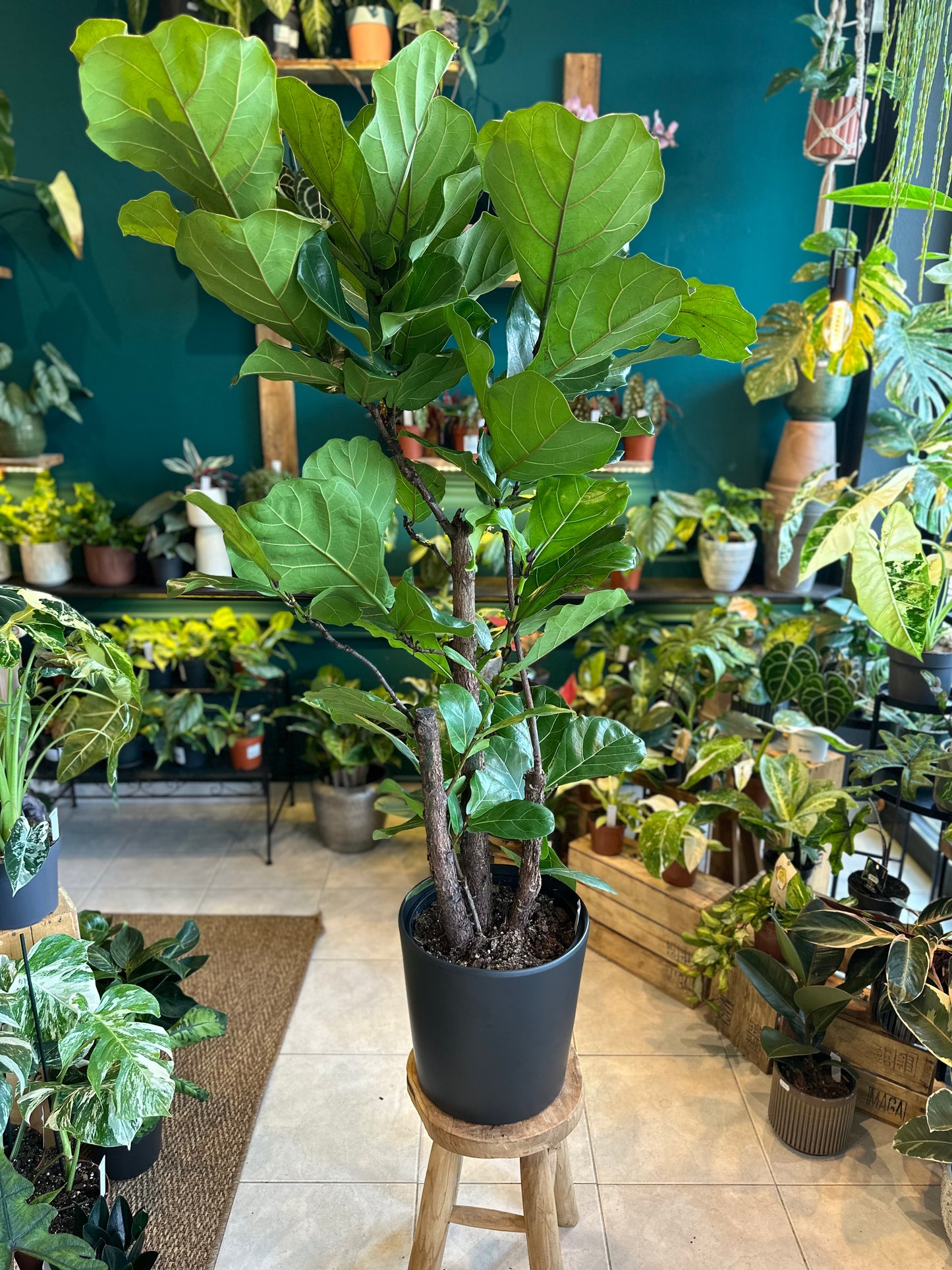 Ficus Lyrata Ramifié