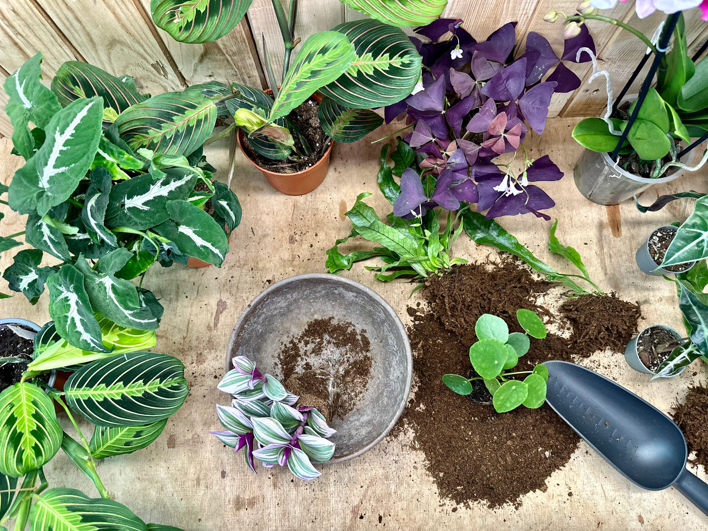 Atelier - Créer son arrangement de plantes