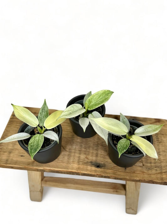 Philodendron Florida Ghost - Baby plant