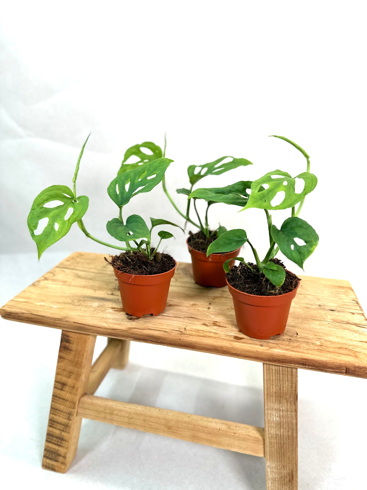 Monstera Esqueleto - Baby plant