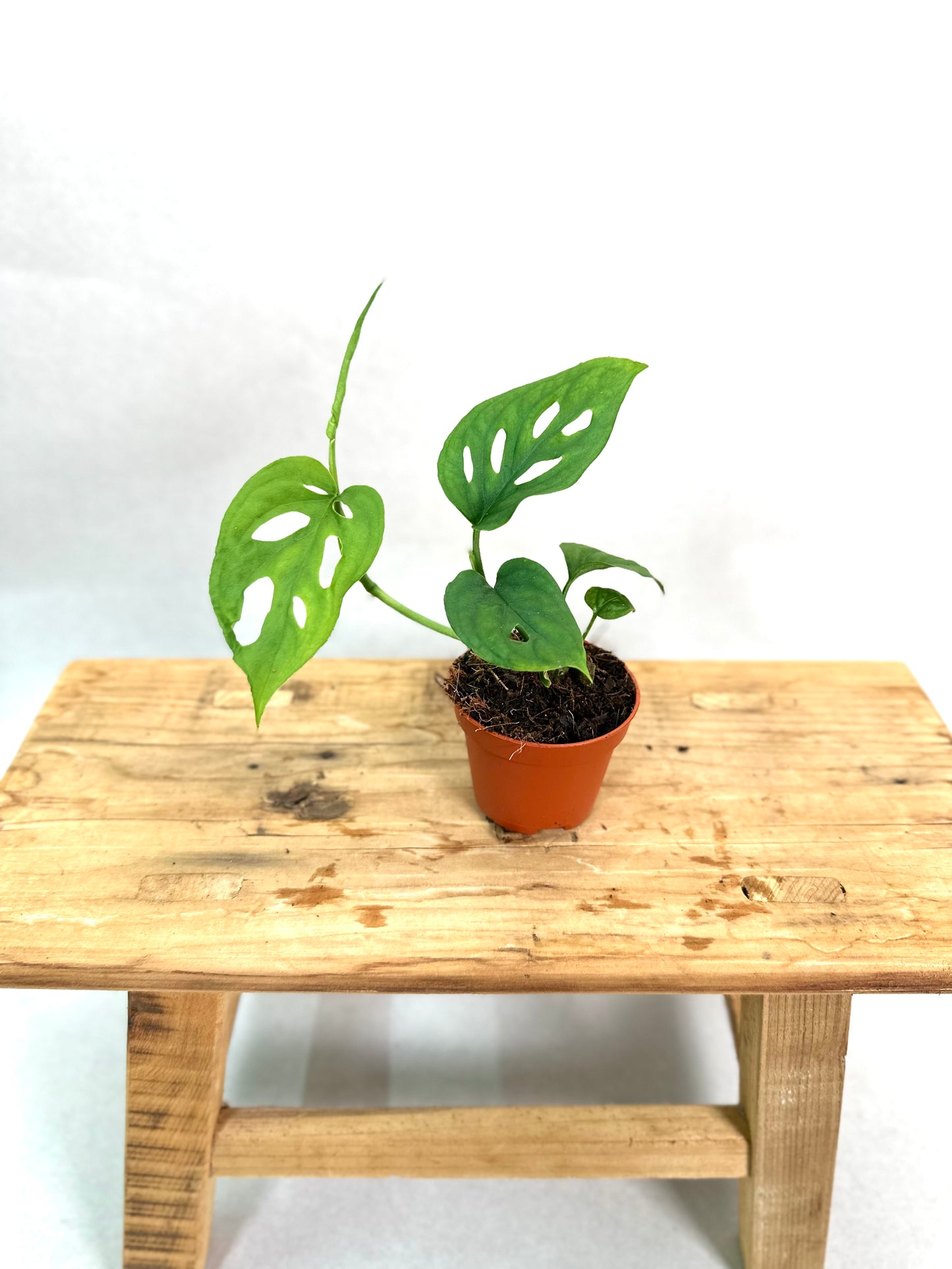 Monstera Esqueleto - Baby plant