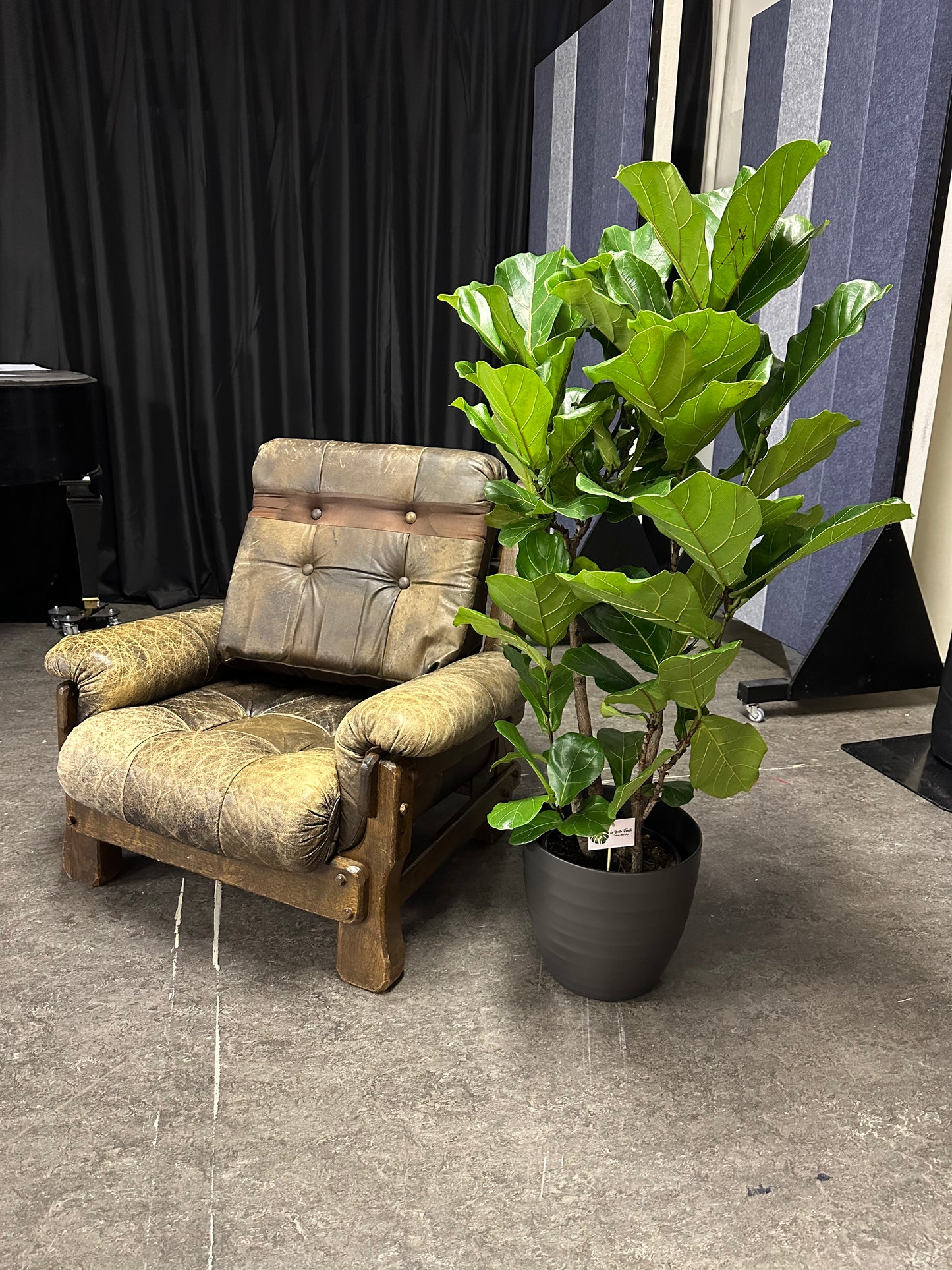 Ficus Lyrata Ramifié