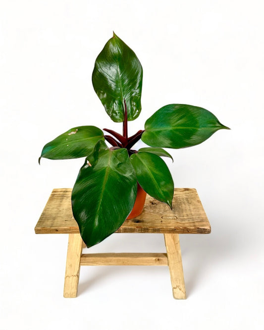 Philodendron Impérial Red - Imparfaite 2