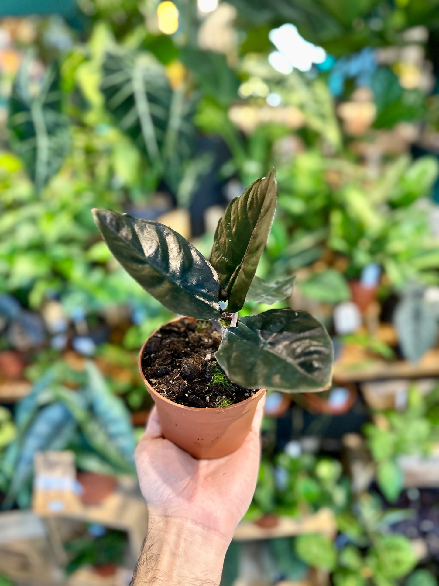 Alocasia Infernalis Black Magic