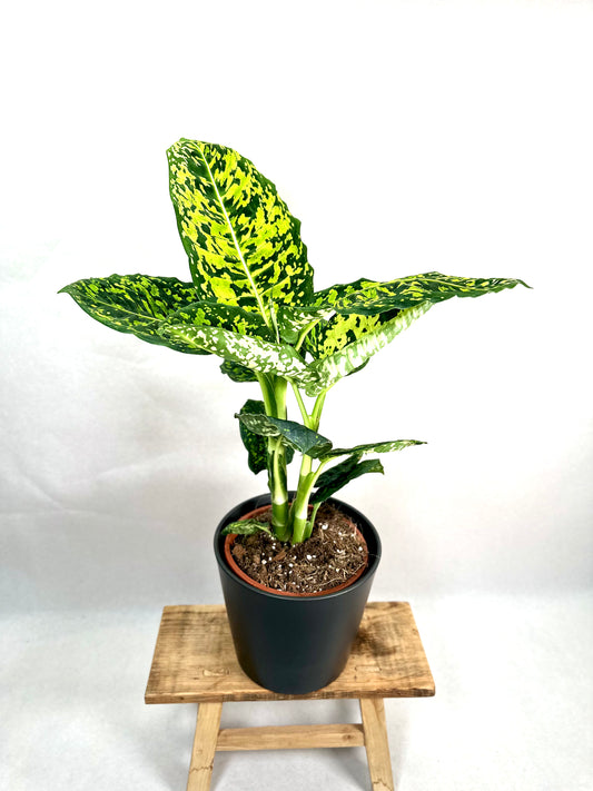 Dieffenbachia Reflector - Taille L