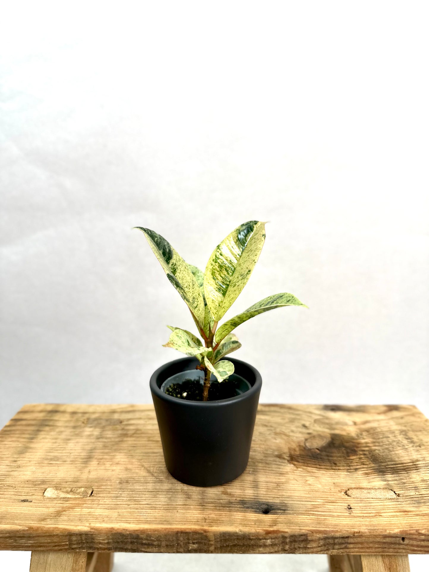 Ficus Shivereana Moonshine - Baby plant